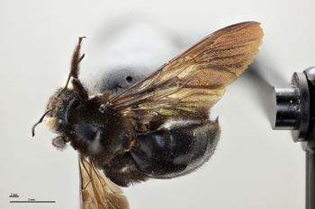 Media type: image;   Entomology 810625 Aspect: habitus dorsal view